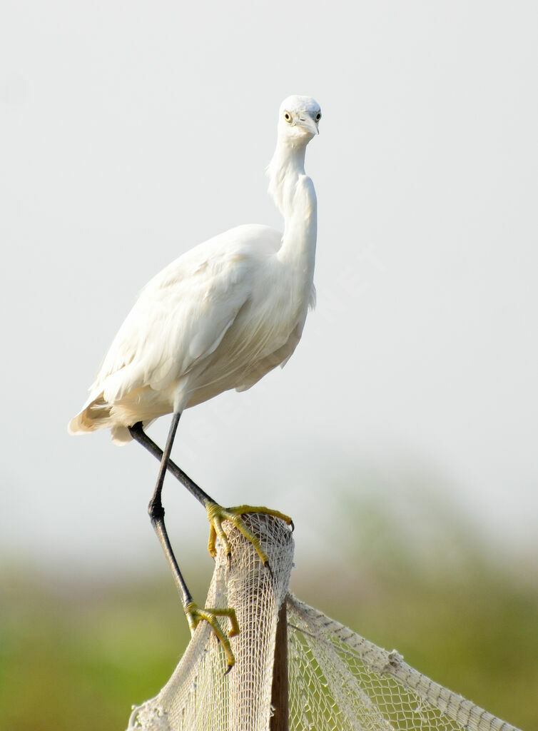 Aigrette garzetteadulte