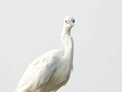 Little Egret