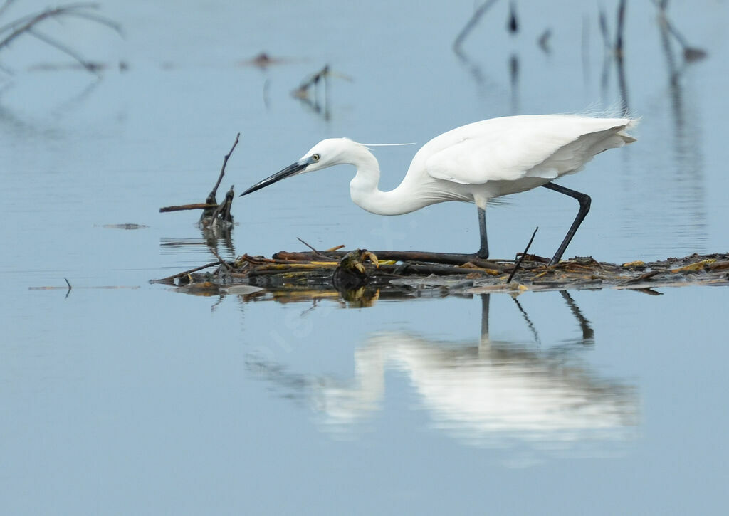 Aigrette garzetteadulte, identification