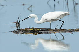 Little Egret