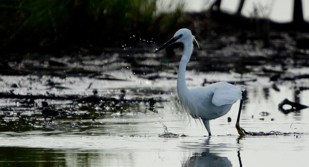 Aigrette garzetteadulte