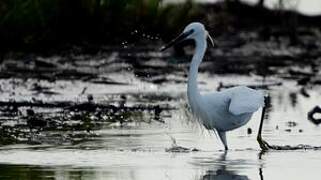 Aigrette garzette