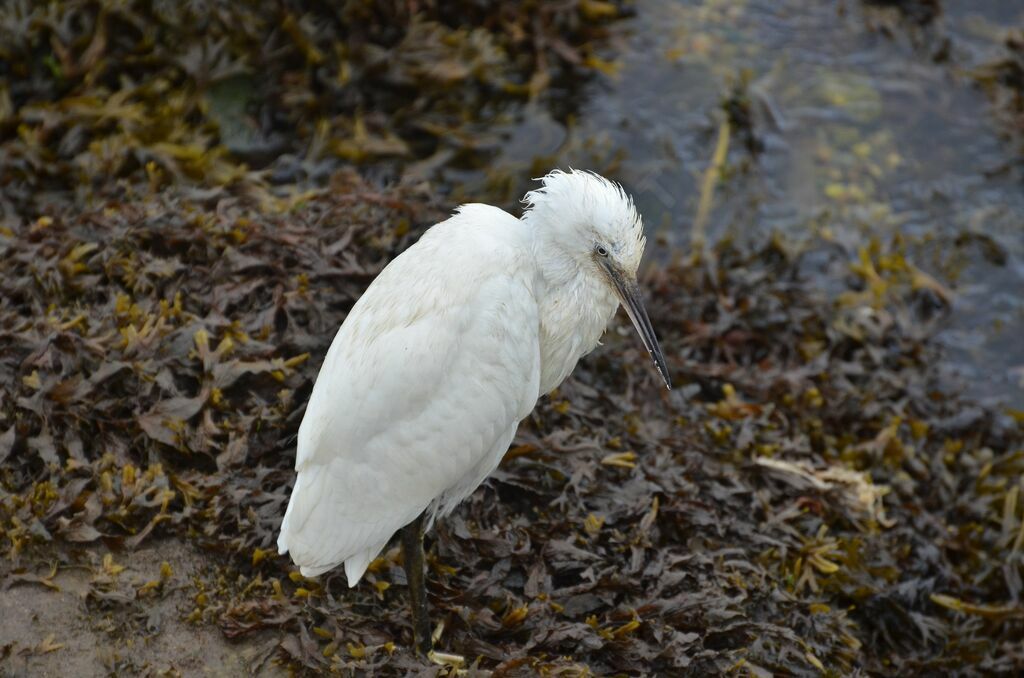 Aigrette garzette