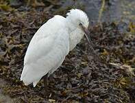 Aigrette garzette