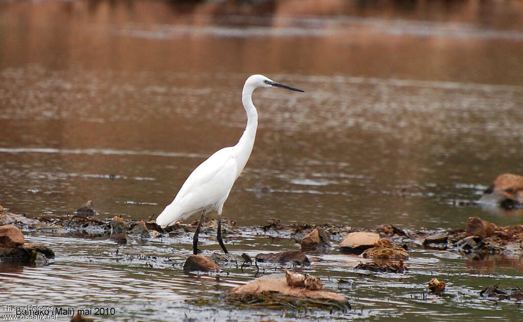 Aigrette garzetteadulte internuptial, identification