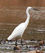 Aigrette garzette