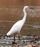 Little Egret