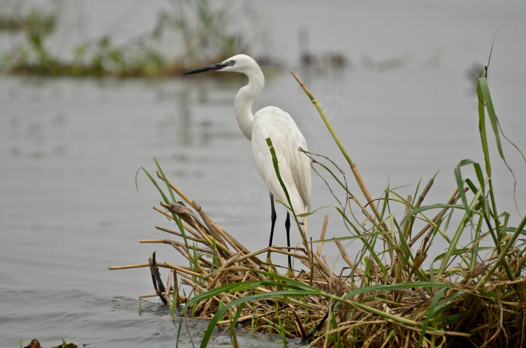 Aigrette garzetteadulte, identification