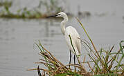 Aigrette garzette