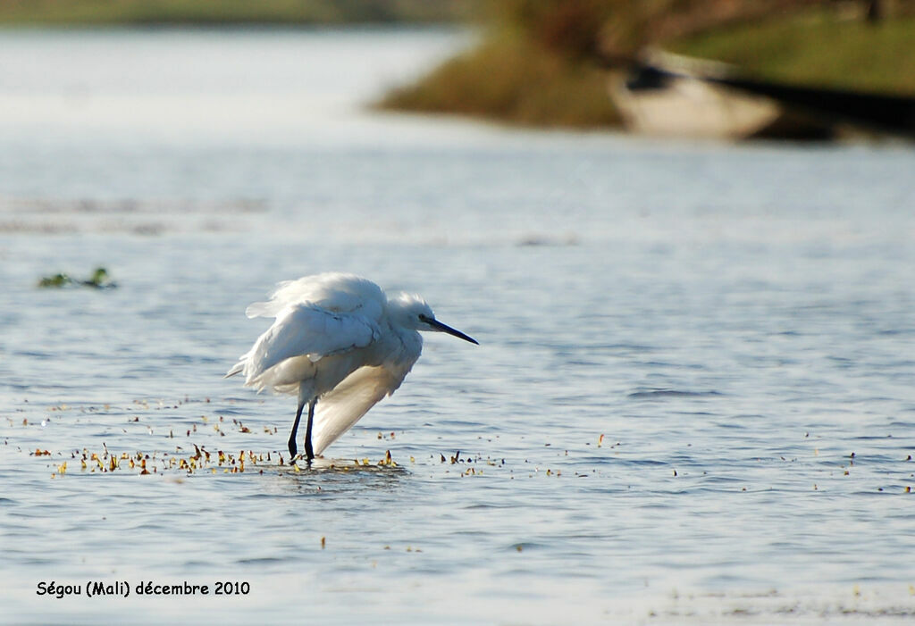 Little Egretadult post breeding