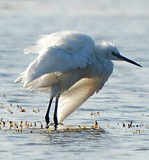 Aigrette garzette