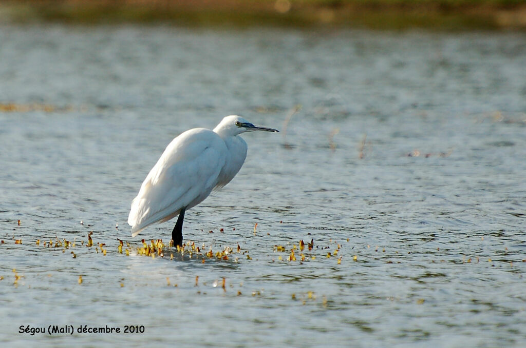 Aigrette garzetteadulte internuptial