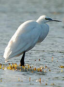 Little Egret