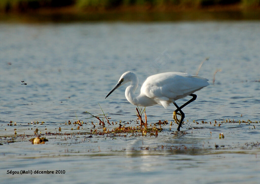 Aigrette garzetteadulte internuptial