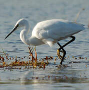 Little Egret