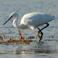 Aigrette garzette