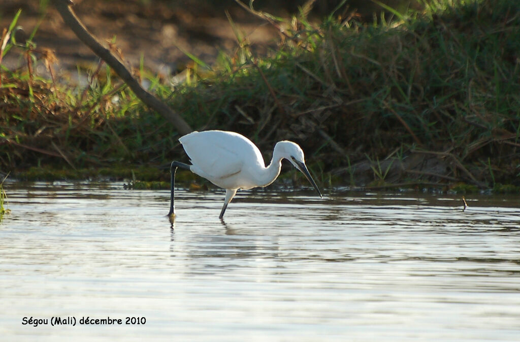 Aigrette garzetteadulte internuptial