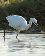 Little Egret