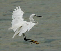 Aigrette garzette