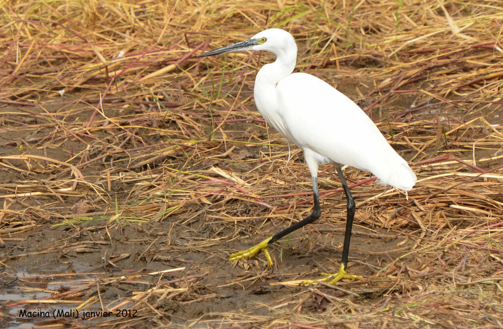 Aigrette garzetteadulte, identification