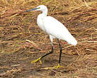 Aigrette garzette