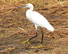 Aigrette garzette