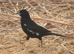 White-billed Buffalo Weaver