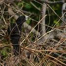 Alecto à bec blanc