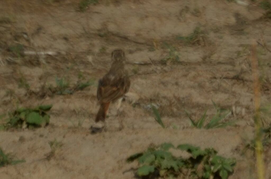 Rufous-rumped Lark