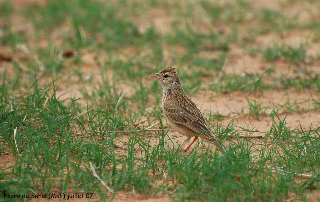 Horsfield's Bush Lark, identification