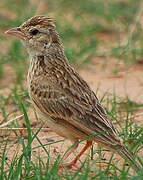 Singing Bush Lark