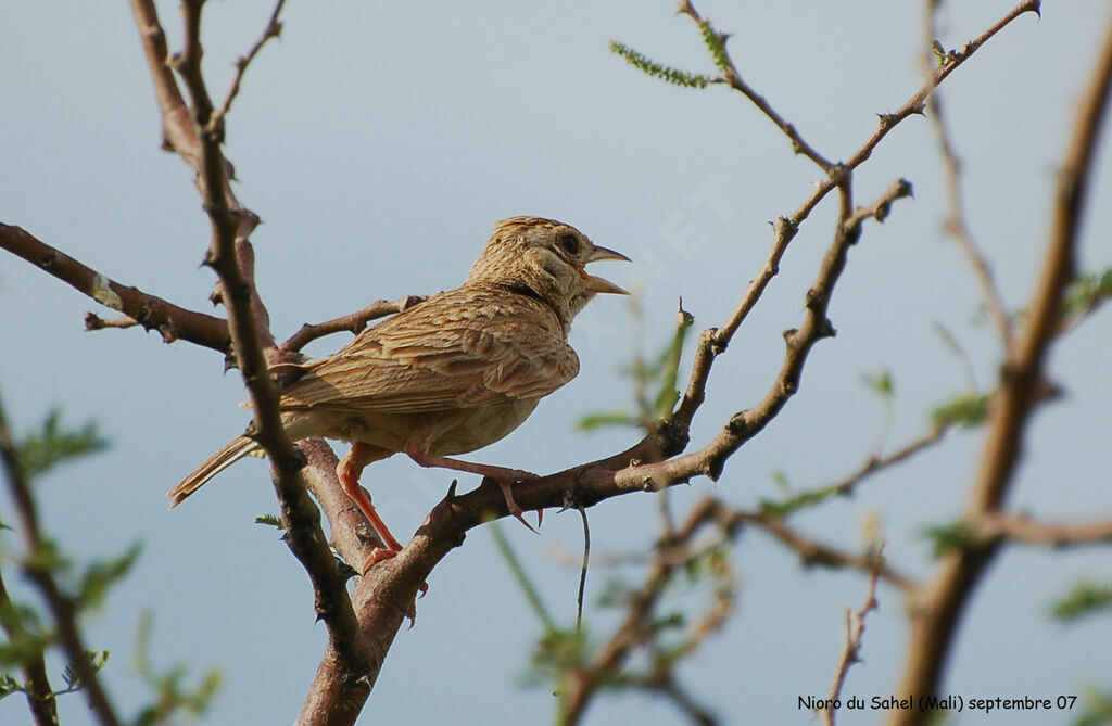 Horsfield's Bush Lark