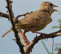 Singing Bush Lark