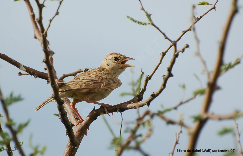 Horsfield's Bush Lark