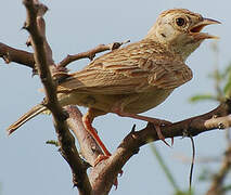 Singing Bush Lark