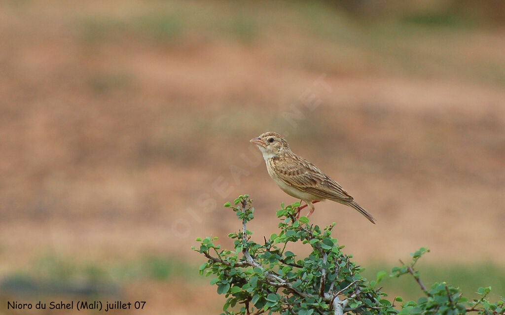 Horsfield's Bush Lark