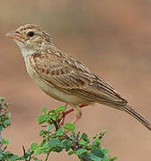 Horsfield's Bush Lark