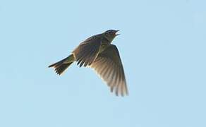 Eurasian Skylark