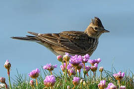 Eurasian Skylark