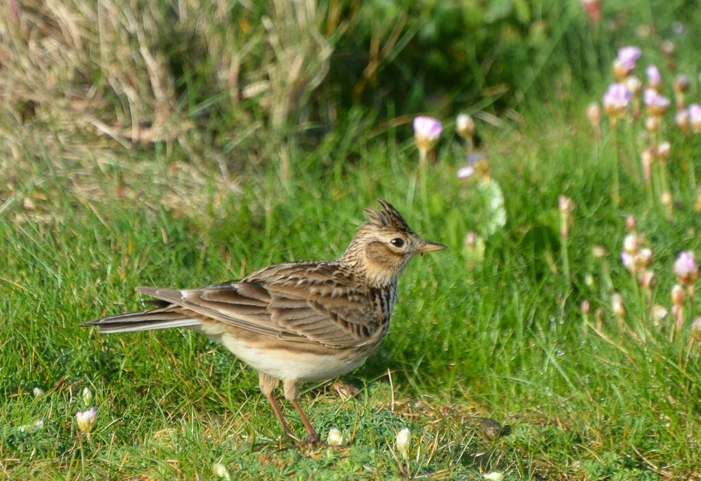 Alouette des champsadulte, identification