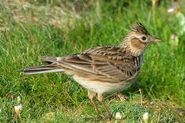 Eurasian Skylark