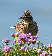 Eurasian Skylark