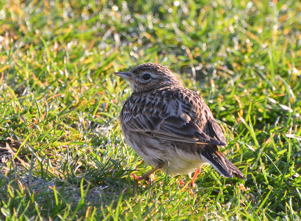 Alouette des champsadulte, identification