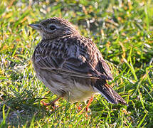 Eurasian Skylark