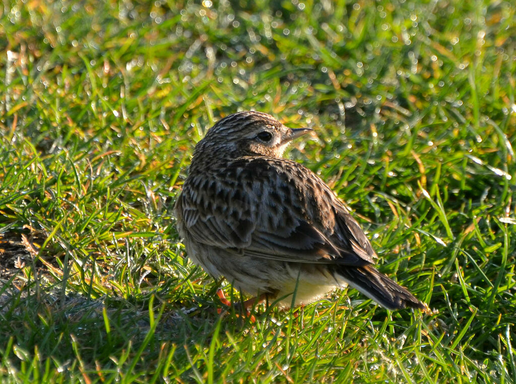 Eurasian Skylark