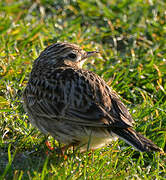 Eurasian Skylark