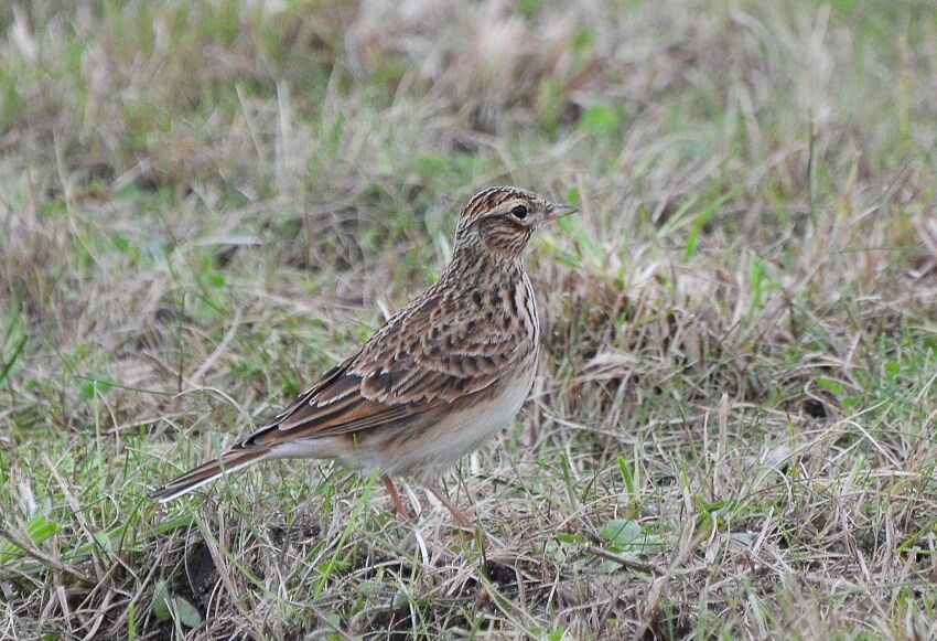 Eurasian Skylark