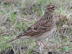 Eurasian Skylark