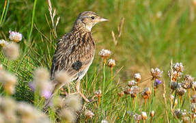 Eurasian Skylark