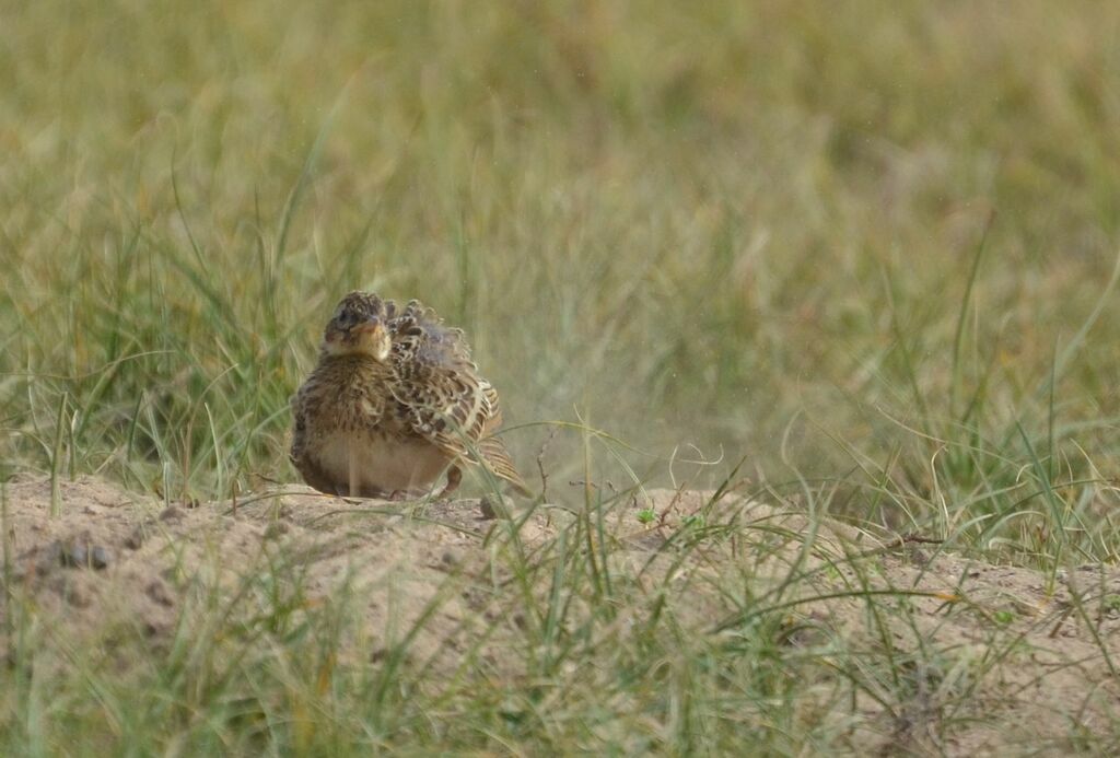 Eurasian Skylark